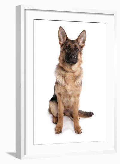 Domestic Dog, German Shepherd Dog, adult, sitting-Chris Brignell-Framed Photographic Print