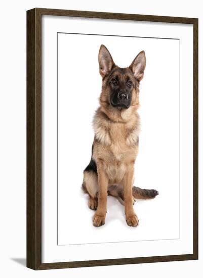 Domestic Dog, German Shepherd Dog, adult, sitting-Chris Brignell-Framed Photographic Print