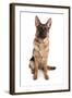 Domestic Dog, German Shepherd Dog, adult, sitting-Chris Brignell-Framed Photographic Print