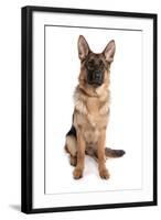 Domestic Dog, German Shepherd Dog, adult, sitting-Chris Brignell-Framed Photographic Print