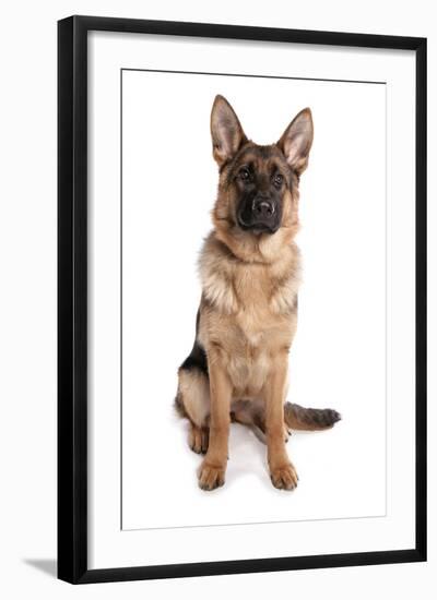 Domestic Dog, German Shepherd Dog, adult, sitting-Chris Brignell-Framed Photographic Print