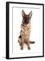 Domestic Dog, German Shepherd Dog, adult, sitting-Chris Brignell-Framed Photographic Print