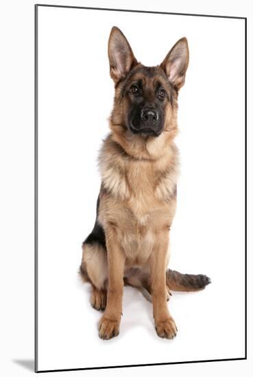 Domestic Dog, German Shepherd Dog, adult, sitting-Chris Brignell-Mounted Photographic Print