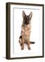 Domestic Dog, German Shepherd Dog, adult, sitting-Chris Brignell-Framed Premium Photographic Print