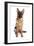 Domestic Dog, German Shepherd Dog, adult, sitting-Chris Brignell-Framed Premium Photographic Print