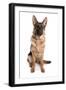 Domestic Dog, German Shepherd Dog, adult, sitting-Chris Brignell-Framed Premium Photographic Print