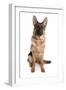 Domestic Dog, German Shepherd Dog, adult, sitting-Chris Brignell-Framed Premium Photographic Print