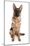 Domestic Dog, German Shepherd Dog, adult, sitting-Chris Brignell-Mounted Premium Photographic Print