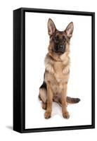 Domestic Dog, German Shepherd Dog, adult, sitting-Chris Brignell-Framed Stretched Canvas