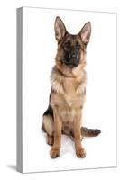 Domestic Dog, German Shepherd Dog, adult, sitting-Chris Brignell-Stretched Canvas