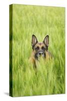 Domestic Dog, German Shepherd Dog, adult, standing in unripe Barley (Hordeum vulgare) crop-Bjorn Ullhagen-Stretched Canvas