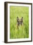 Domestic Dog, German Shepherd Dog, adult, standing in unripe Barley (Hordeum vulgare) crop-Bjorn Ullhagen-Framed Photographic Print