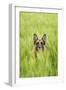 Domestic Dog, German Shepherd Dog, adult, standing in unripe Barley (Hordeum vulgare) crop-Bjorn Ullhagen-Framed Photographic Print