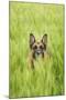Domestic Dog, German Shepherd Dog, adult, standing in unripe Barley (Hordeum vulgare) crop-Bjorn Ullhagen-Mounted Photographic Print