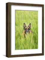 Domestic Dog, German Shepherd Dog, adult, standing in unripe Barley (Hordeum vulgare) crop-Bjorn Ullhagen-Framed Photographic Print