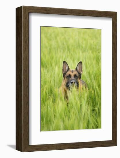 Domestic Dog, German Shepherd Dog, adult, standing in unripe Barley (Hordeum vulgare) crop-Bjorn Ullhagen-Framed Photographic Print