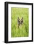 Domestic Dog, German Shepherd Dog, adult, standing in unripe Barley (Hordeum vulgare) crop-Bjorn Ullhagen-Framed Photographic Print