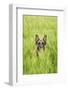 Domestic Dog, German Shepherd Dog, adult, standing in unripe Barley (Hordeum vulgare) crop-Bjorn Ullhagen-Framed Photographic Print
