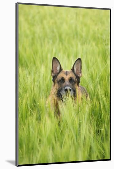 Domestic Dog, German Shepherd Dog, adult, standing in unripe Barley (Hordeum vulgare) crop-Bjorn Ullhagen-Mounted Photographic Print