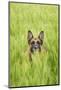 Domestic Dog, German Shepherd Dog, adult, standing in unripe Barley (Hordeum vulgare) crop-Bjorn Ullhagen-Mounted Photographic Print