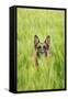 Domestic Dog, German Shepherd Dog, adult, standing in unripe Barley (Hordeum vulgare) crop-Bjorn Ullhagen-Framed Stretched Canvas