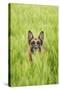 Domestic Dog, German Shepherd Dog, adult, standing in unripe Barley (Hordeum vulgare) crop-Bjorn Ullhagen-Stretched Canvas