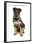 Domestic Dog, German Shepherd Dog, puppy, sitting-Chris Brignell-Framed Photographic Print