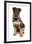 Domestic Dog, German Shepherd Dog, puppy, sitting-Chris Brignell-Framed Photographic Print
