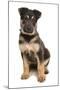 Domestic Dog, German Shepherd Dog, puppy, sitting-Chris Brignell-Mounted Photographic Print