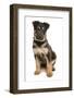 Domestic Dog, German Shepherd Dog, puppy, sitting-Chris Brignell-Framed Photographic Print