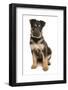 Domestic Dog, German Shepherd Dog, puppy, sitting-Chris Brignell-Framed Photographic Print