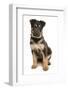 Domestic Dog, German Shepherd Dog, puppy, sitting-Chris Brignell-Framed Photographic Print