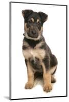 Domestic Dog, German Shepherd Dog, puppy, sitting-Chris Brignell-Mounted Photographic Print