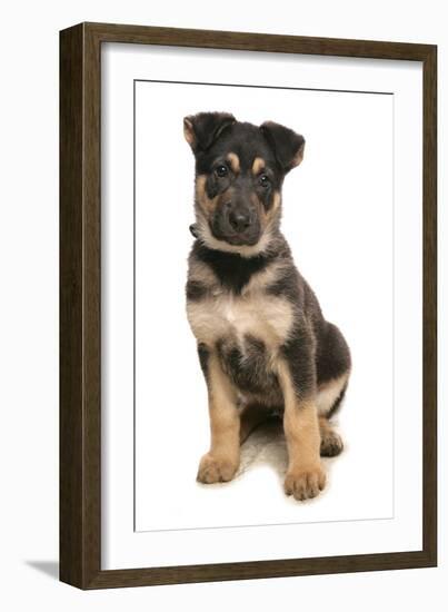 Domestic Dog, German Shepherd Dog, puppy, sitting-Chris Brignell-Framed Premium Photographic Print