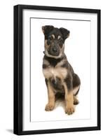 Domestic Dog, German Shepherd Dog, puppy, sitting-Chris Brignell-Framed Premium Photographic Print