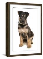 Domestic Dog, German Shepherd Dog, puppy, sitting-Chris Brignell-Framed Photographic Print