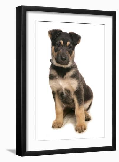 Domestic Dog, German Shepherd Dog, puppy, sitting-Chris Brignell-Framed Photographic Print