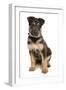 Domestic Dog, German Shepherd Dog, puppy, sitting-Chris Brignell-Framed Photographic Print