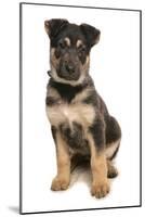 Domestic Dog, German Shepherd Dog, puppy, sitting-Chris Brignell-Mounted Photographic Print
