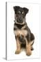 Domestic Dog, German Shepherd Dog, puppy, sitting-Chris Brignell-Stretched Canvas