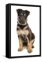 Domestic Dog, German Shepherd Dog, puppy, sitting-Chris Brignell-Framed Stretched Canvas
