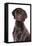 Domestic Dog, German Short-haired Pointer, adult male, close-up of head-Chris Brignell-Framed Stretched Canvas