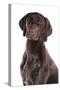 Domestic Dog, German Short-haired Pointer, adult male, close-up of head-Chris Brignell-Stretched Canvas