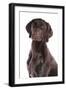 Domestic Dog, German Short-haired Pointer, adult male, close-up of head-Chris Brignell-Framed Photographic Print