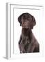Domestic Dog, German Short-haired Pointer, adult male, close-up of head-Chris Brignell-Framed Photographic Print