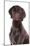 Domestic Dog, German Short-haired Pointer, adult male, close-up of head-Chris Brignell-Mounted Photographic Print