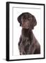 Domestic Dog, German Short-haired Pointer, adult male, close-up of head-Chris Brignell-Framed Photographic Print