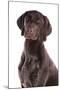 Domestic Dog, German Short-haired Pointer, adult male, close-up of head-Chris Brignell-Mounted Photographic Print