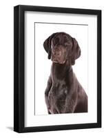 Domestic Dog, German Short-haired Pointer, adult male, close-up of head-Chris Brignell-Framed Photographic Print