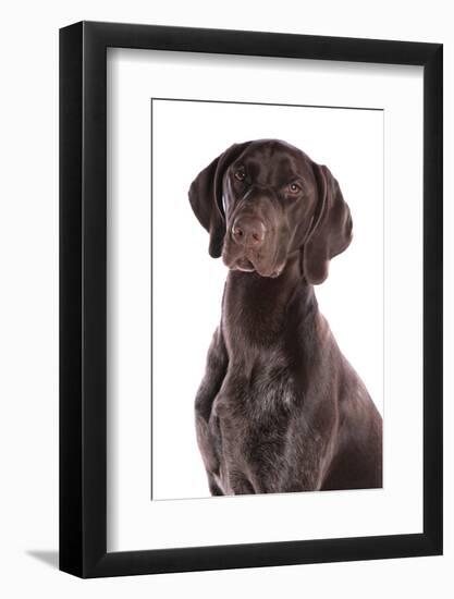 Domestic Dog, German Short-haired Pointer, adult male, close-up of head-Chris Brignell-Framed Photographic Print